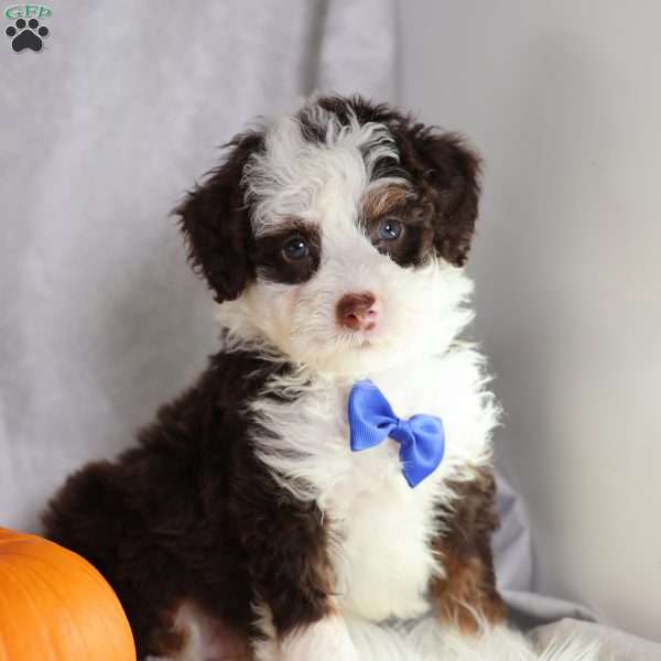 Figo, Mini Bernedoodle Puppy